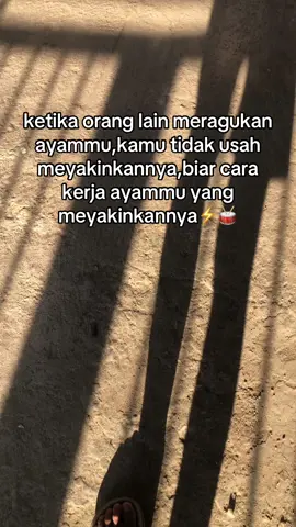 lebih suka di ragukan daripada di andalkan😁 #fyp #ayambangkokindinesia #ayambangkoksuper #ayambangkokklasik 