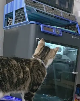 Leo is very curious about this machine.  Good thing there's a door. #cats #curious #curiouscats #3d #3dprinting 
