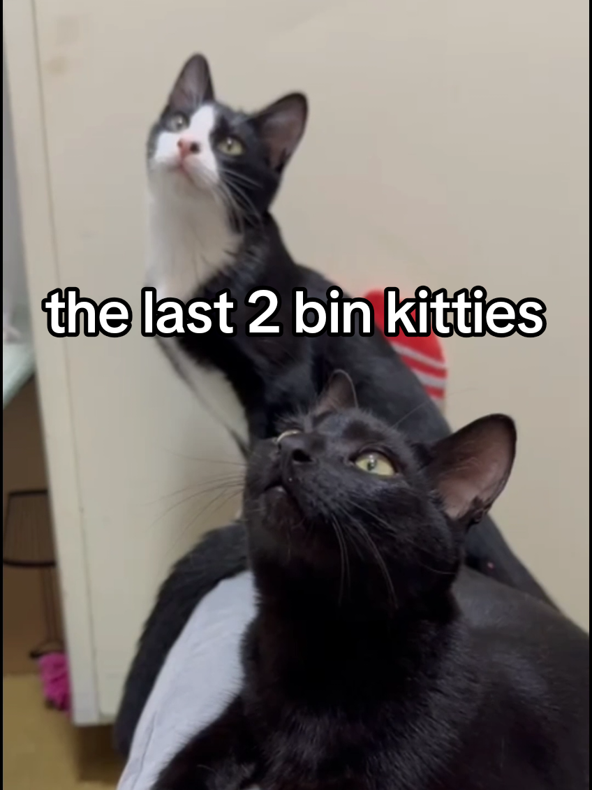 the final part of the bin kitties story 🥹 Yuki was so determined to save these 2 i really wasn't sure it would work at first so it's absolutely incredible to see them now 🥹🥹🥹💜