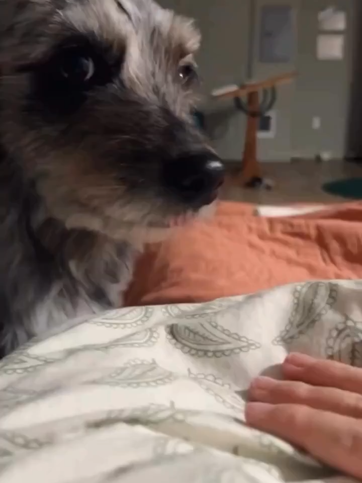 An adopted dog and this was his reaction he felt safe and loved for the first time.