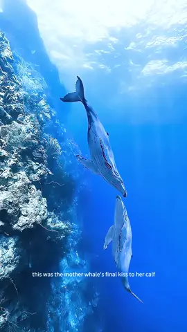 Do you know Mother whale’s final kiss to her calf? Oh man, it made me cry. #whale #documentary #animals #foryoupage 
