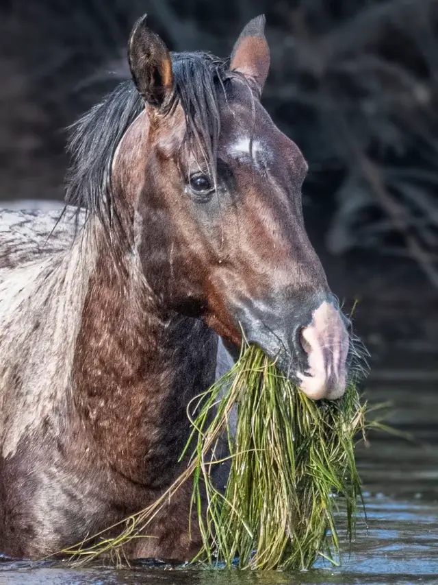 #horserescue #wildhorses #vetbillfundraiser #savehorses #horsesoftiktok 