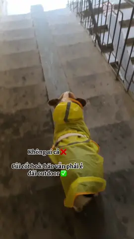 Nay lụt nên phải nín #corgi #corgisoftiktok #viral #petlover 