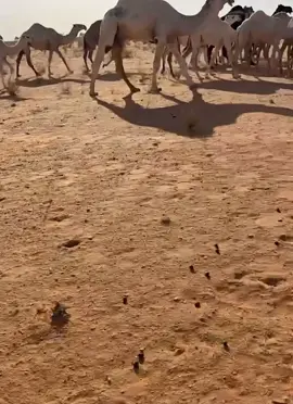 ماشاء الله تبارك الرحمن  الفحل قراع الحاصل على المركز الاول في مهرجان الملك عبدالعزيز للمالك / محمد عبدالله الدوسري 🥇 الله يبارك له ويمنحه من والمسلمين اجمعين  تصوير الاعلامي / حامد ابن خصيوي  سلاله ابو عجاريد ولد حراق الاول الي عند النهدي 