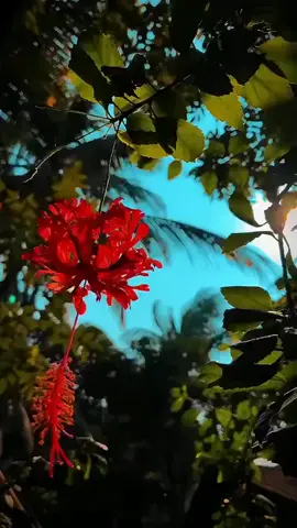 আসলেই যাকে তাকে নিয়ে গর্ব করা ঠিক না কারণ মানুষ মাত্রই পরিবর্তনশীল...!♥️🥰 . . . #fyp #foryou #foryoupage #tiktobangladesh🇧🇩 #unfrezzmyaccount 
