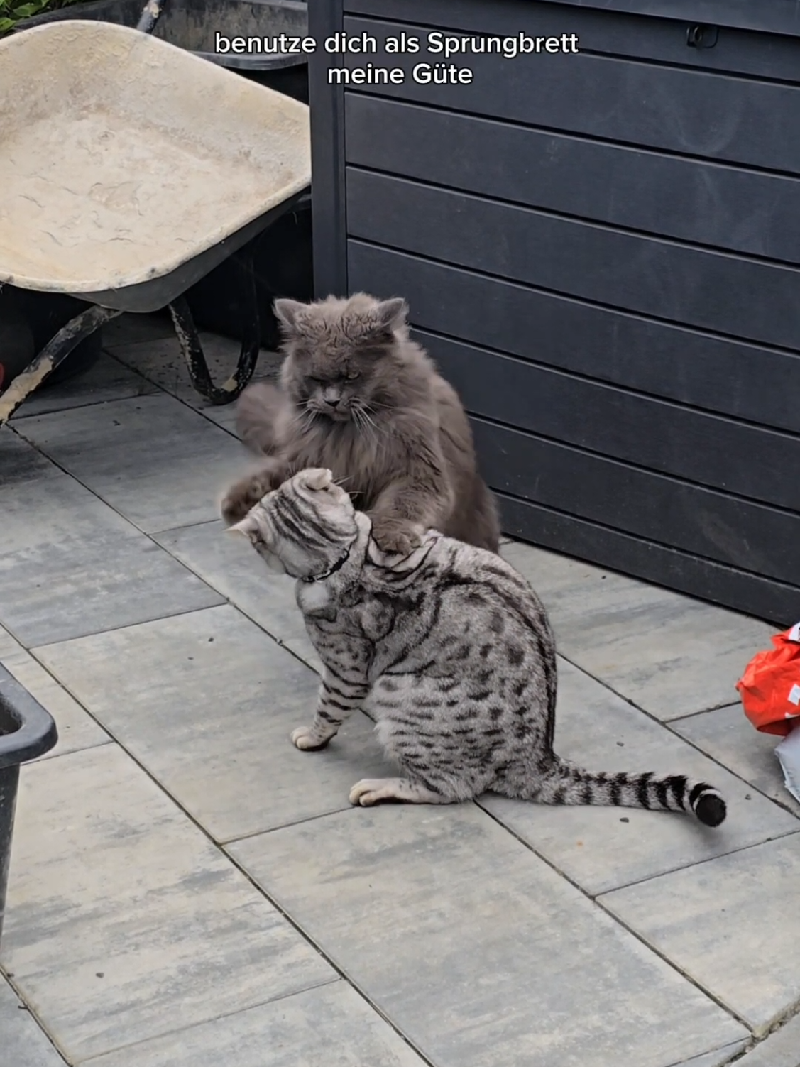 Apollos neue Liebe #katzen #katzenvideos #apolloundcosmo 