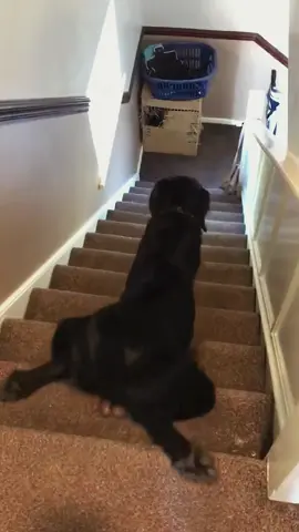 Try not to laugh 😂😂😂 #animals #dog #pet #haha #cat 