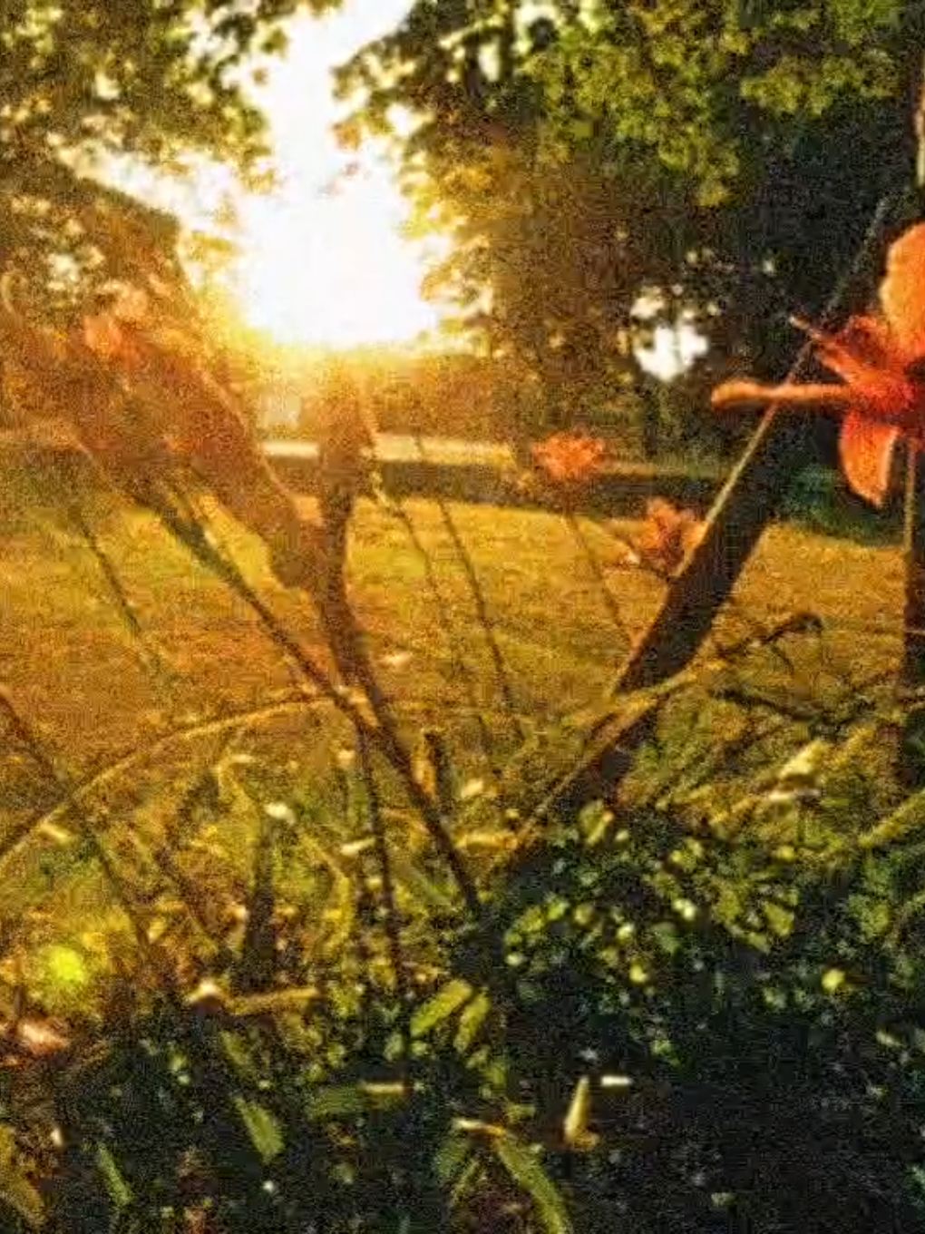 my condition #aesthetic #pyf #fyp #vibe #cybercore #childhood #downtown #recommendations #nature #alexg 