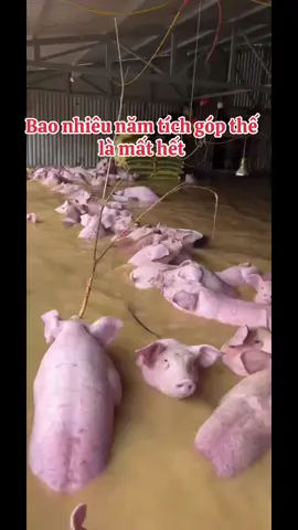 Bao nhiêu năm tích góp thế là xong#bãolụtmiềntrung #xuhuongtiktok #xuhướng #hottrend 