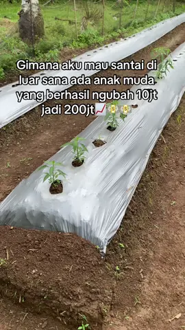 Makin ekstrim cuacanya makin naik harganya #petanicabe #petaniindonesia🇮🇩🇮🇩🇮🇩🌿🌿 #fypシ゚ #petanimuda 