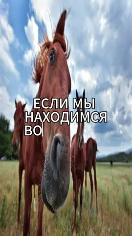 в ТГК трек #лошади 