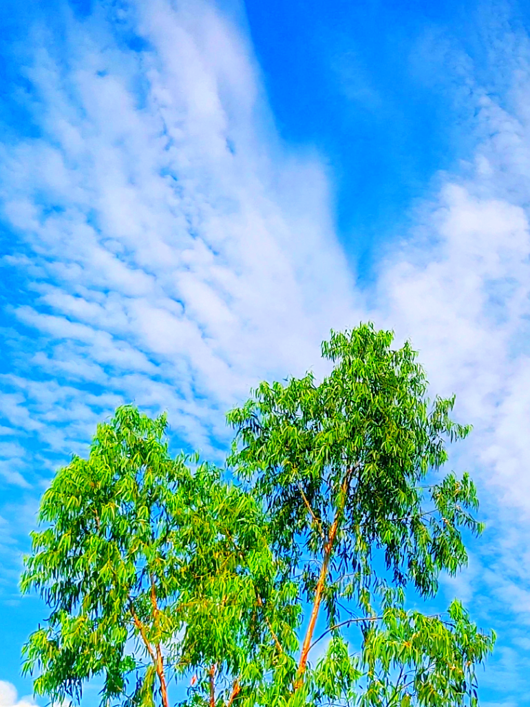 নীল আকাশের ডানা মেলে ওই দূরে পাখিরা ওরে 