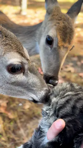 I think they like him now… 🥹 #fawns #bottlebaby #kittensoftiktok #deertiktok 