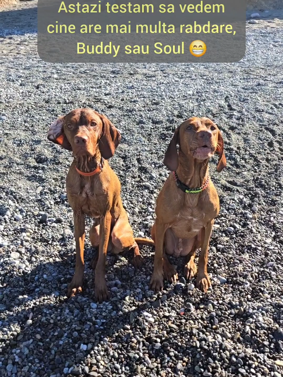 Astazi am testat rabdarea baietilor... oare ce a iesit 😅  #razvan_baicoieanu #viatacubuddy #viatacusoul #buddyandsoul 