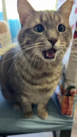 It’s that tasty time again! #fyp #foryou #foryoupage #cat #catsoftiktok 