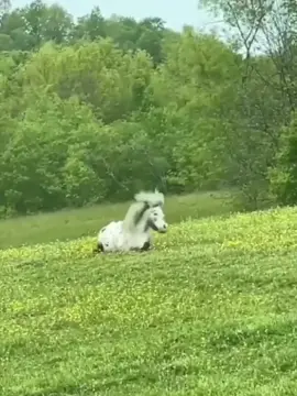 The strange and funny animals on the farm 😊#cute #horses #pig #donkey 