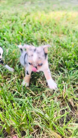 Chihuahua female, blue Merle - tri. So stinking cute !! 281-898-5845. Look at her !!!!  #chihuahuastiktok  #chihuahuasoftiktok  #chihuahualife #houstontexas  #appleheadchihuahua 