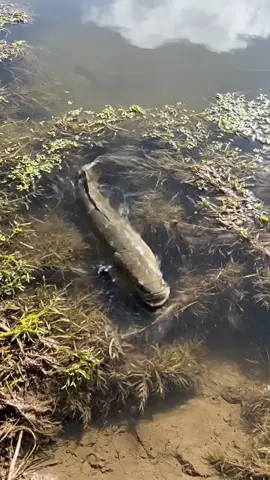 Fishing #viraltiktok #please #follow #me🐟 