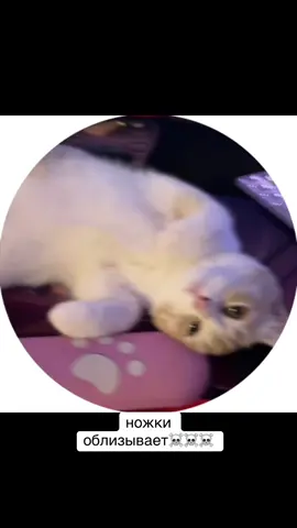 Стыд и срам 🫣 #рек #kitten #fyp #fypシ゚viral #viral 