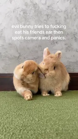 why are they so bunny #spirituality #rabbit 