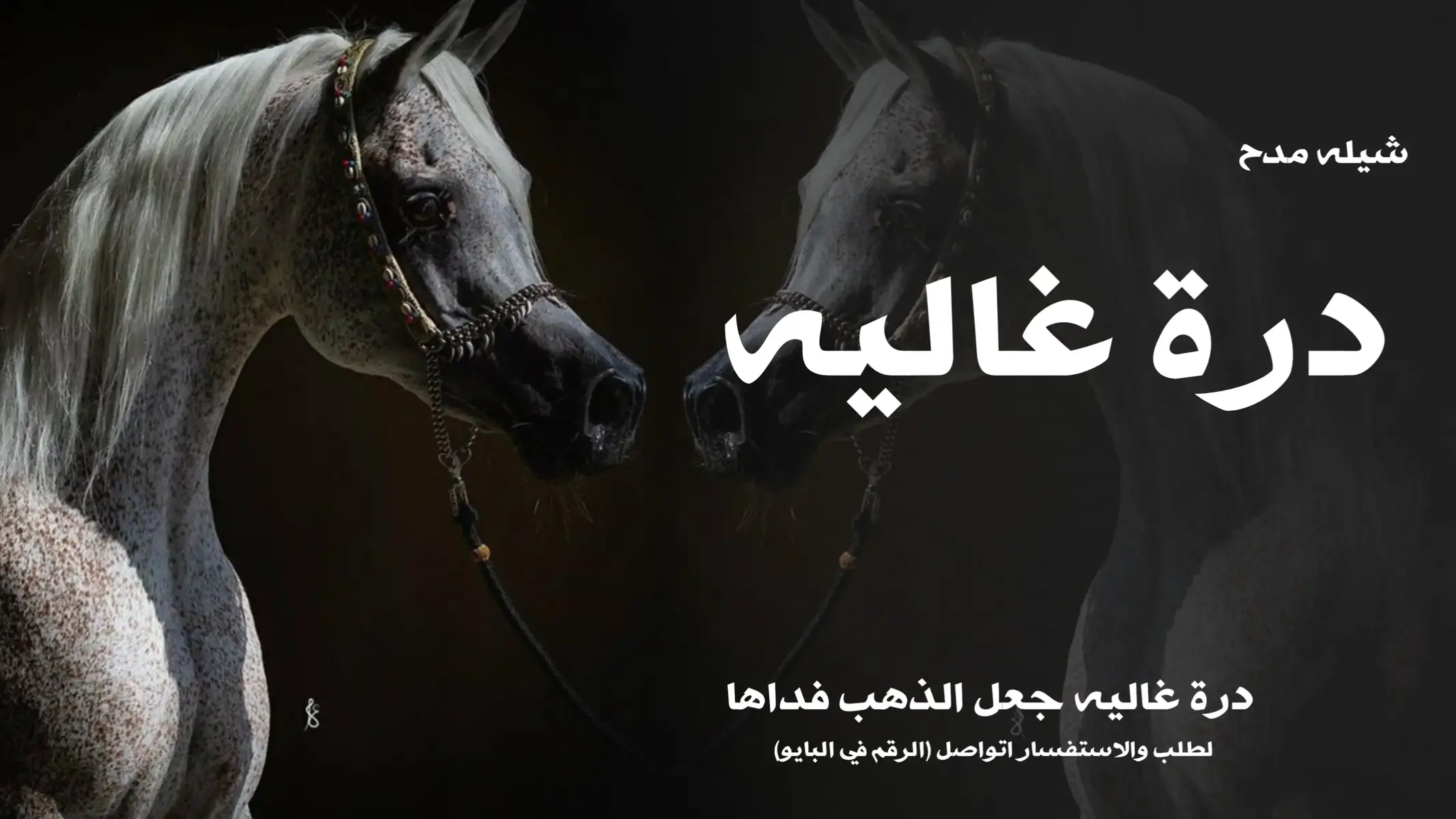 #شيله #شيلات #شيله_عروس #شيلات_2025 #شيله_عروس_رقص 