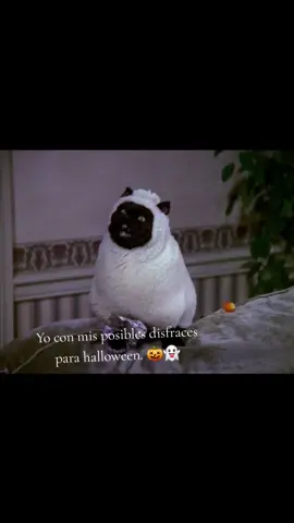 #peliculas #sabrinalabrujaadolescente  #disfrazhalloween  #halloween #gatos 