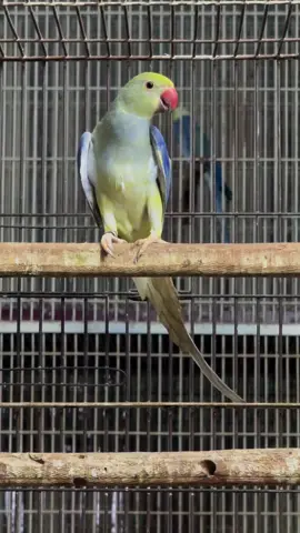 #ringneck #parrot #rare #mutation #opline
