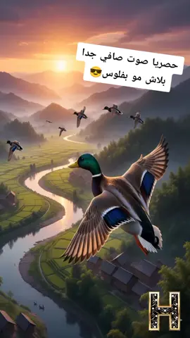 حصريا صوت بلاش مو بفلوس #حصريا #بلاش #موسيقى #اصوات #الطيور 