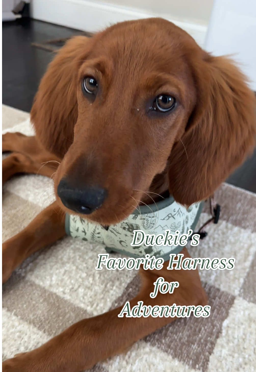 Surprised Duckie with a new harness from @Lucy & Co. We have been using the harness Duckie had when we rescued him but I wanted to get him one he can grow into. This “Camp Out” harness is reversible and so durable! We cannot wait to show him off in this. #lucyandco #dogsoftiktok #puppylife #irishsetter #amazonpetproducts @Amazon Pets 