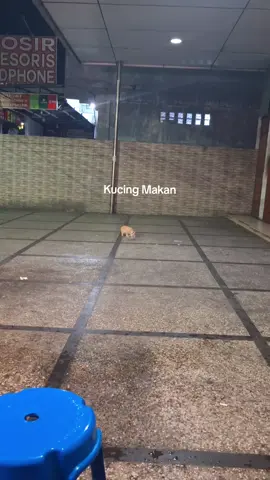 #fyp  #foryoupage  #kucing 
