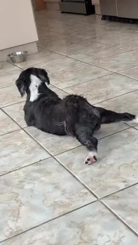Played my song to my dog (song: ilyTOMMY - 3 AM) *prod by @khenos * #ilytommy #undergroundmusic #dogsoftiktok #meme #tiktok 