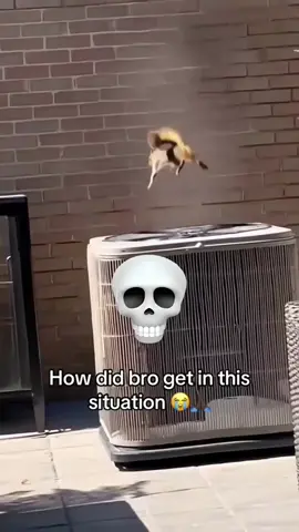 #animalsoftiktok #donpollo #tiktok #memestiktok #foryoupage 