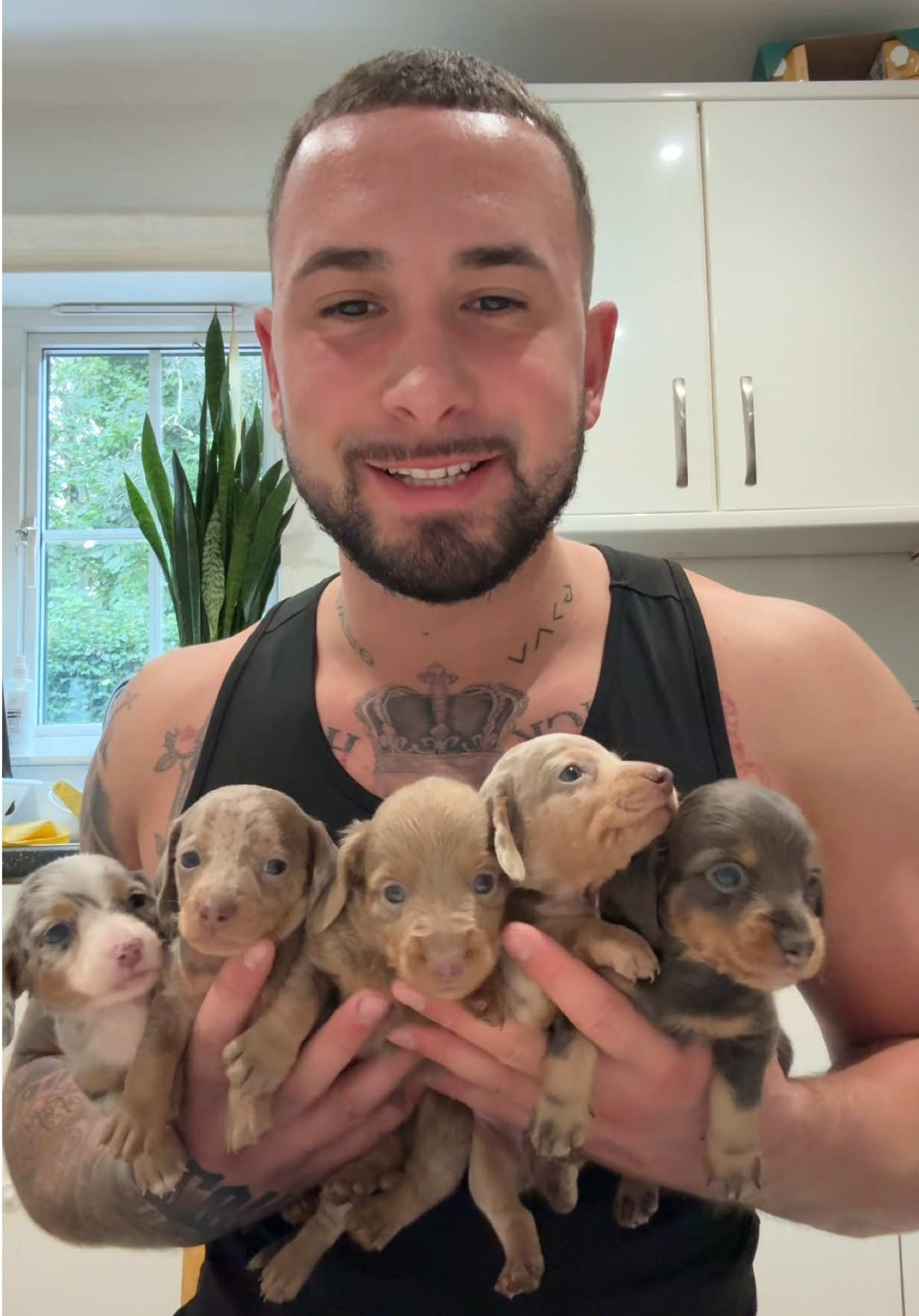 First proper look at Indi’s pups🌭 #dogsoftiktok #puppiesoftiktok #dachshundpuppy #minidachshund #fyp
