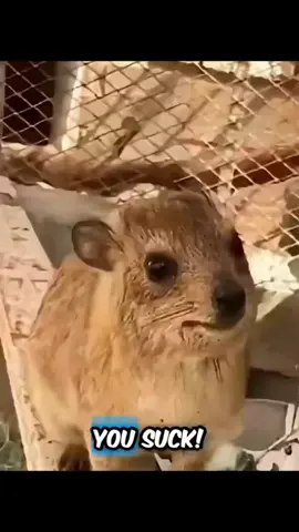 #duet with @AWAWA where can I get one?! #funny #fypシ゚viral #fouryoupage #laughs 