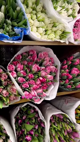 🌹💗💗💗💗💗.@لحرة 🇸🇾.  #fvvvvvvvvvvvvvvvvvvvvvvvvvvvvv #اكسبلورexplore #حب #منشن_البيست_فريند #ورد 