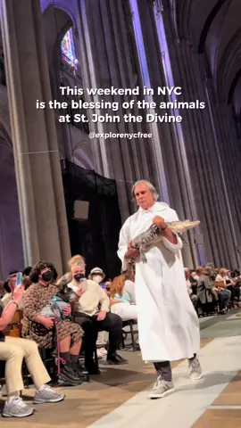 The Feast of St. Francis and Blessing of the Animals is this weekend at St. John the Divine on October 5th at 10:30am.  Have you ever attended? @luv2travell on IG #explorenycfree #stjohnthedivine #blessingoftheanimals #onlyinnyc #thingstodoinnyc 