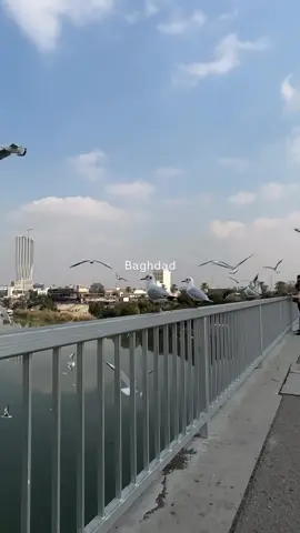 #بغداد #هيثم_يوسف_آمير_الحب #baghdad 