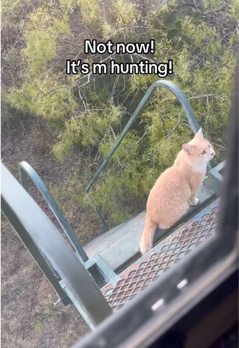 No escape! #kitty #kitten #kittens #kittensoftiktok #kidthecat 