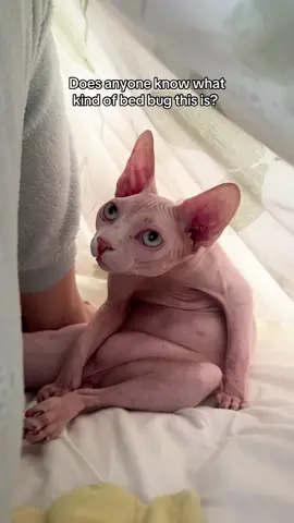 It’s under my covers an awful lot 😂 #sphynxcat #sphynx #hairlesscat #bedbugtrend #funnycat 