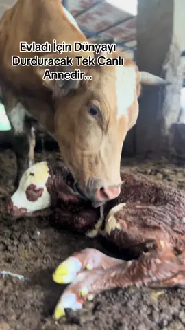 Bu Dünyada Karşılıksız Seven ANNEDİR🥰#keşfet#ön#fyp#foryou#öner