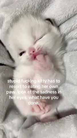 why is ts genuinely making me sad shes just cleaning her paw😭✌️#spirituality #kitten 