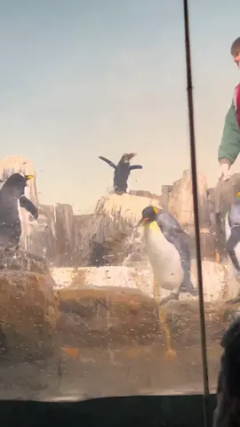 penguin is letting it grow #lorax 