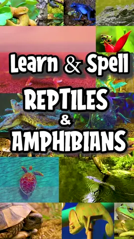 Full video available now! - https://youtu.be/r3vm7za4ruM In this fun and educational video, kids will learn the names of 50 different animals, explore wild animals from around the world, and discover the many types of animals in nature. Perfect for children learning English, practicing vocabulary, or just curious about animals, this video makes learning simple and exciting! 🌍 What’s inside: ✔️ 50 animal names for kids ✔️ Wild animals from different parts of the world ✔️ Easy and fun learning for children ✔️ Educational content for preschool, kindergarten, and early learners This is a great way for kids to learn about animals while improving their language and knowledge. Parents and teachers can use this video as a helpful learning tool in the classroom or at home. 👉 Don’t forget to like, share, and subscribe for more fun learning videos for kids! #AnimalsForKids #LearnAnimals #WildAnimals #EducationalVideo #AnimalNames Get more involved with these free resources below! www.busybodybabies.com/activities-and-crafts Shop Now: www.busybodybabies.com/shop Busy Body Babies is here to share fun videos, activities, and more with you and your family. We aim to engage kids by keeping their bodies and minds busy while teaching them about themselves and the world around them. Learn more at our website, www.busybodybabies.com. Subscribe: https://www.youtube.com/@busybodybabies Facebook: https://www.facebook.com/busybodybabies Instagram: https://www.instagram.com/busybodybabiesig/ Twitter: https://twitter.com/busybodybabies TikTok: https://www.tiktok.com/@busybodybabies Pinterest: https://pin.it/5J4ylEH