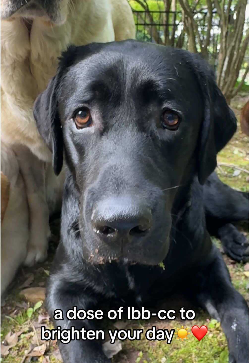 I love these moments when it’s super quiet and we chat-or maybe it’s just me chatting🤗they are good listeners though!😉🥰#dogsoftiktok #dog #for #foru #foryourpage 