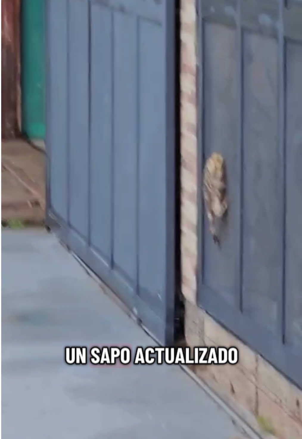 Un sapo actualizado 😂