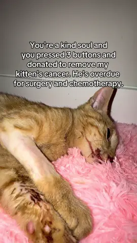 🥺🥺🥺 #catsoftiktok #fyp 