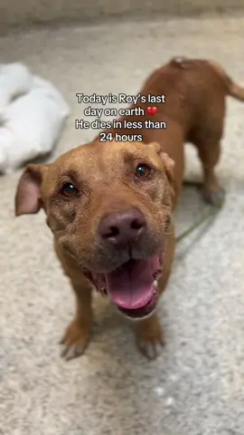 🚨 11 year old volunteer favorite golden boy ROY A2213843 needs adoption/rescue by TUES 9/30 by 4pm (medically alerted) 💔 Frosted face Roy needs HELP! Volunteers adore this smiley, joyous senior man whose time is now up! Roy came in as a stray on 8/6 with a female friend (Cari A2213842 still waiting). These two pups have grins that will light up any room 🌞 Sadly, Roy has some old man issues going on and is now at risk of euthanasia. Roy has endeared himself to the volunteers he has met. A bright light in our day, he loves pets and will stare right into your eyes with a grin plastered on his face. His tail is constantly wagging. He is a mellow & curious fella. In playgroup he is described as: Gentle/dainty, tolerant, keeps to self, low energy, assertive with a soft male (Roy is intact), was steerable. A soft bed & loving home is all our easy going friend needs, along with medical attention for his ailments. He’s low maintenance and just wants to spend his days with a family who will show him love in his golden years 💛 ROY MUST BE ADOPTED/RESCUED BY TUES 9/30 @ 4PM. We would be devastated if Roy’s life ends in a kennel 💔 Let’s not let that happen! #seniordog #rescuedog #adopt #foryoupage #fyp  Medical ⚕️ 1.	Estimated 11YR intact male dog with marked age-related conditions 2.	Multiple skin masses – on shoulder, surround tail base, and ventral abdomen (r/o neoplasia (benign vs. malignant) vs. cyst) 3.	Underweight/weight loss in the shelter (80lb at impound on 8/06/25) (r/o stress vs. malabsorptive condition/unsatisfactory food quality vs. IBD vs. other GI conditions) 4.	Suspected bloody diarrhea – monitoring 5.	Dry flaky coat 6.	History of URI – resolved with treatment in the shelter Roy A2213843 11 yrs, 71 lbs, intact male 📍 North Central Animal Services Center – 3201 Lacy Street, Los Angeles, CA OPEN Tues through Friday 8–5; Sat & Sun 11–5. For more info ☎️ 888-452-7381 or laanimalservices.com Rescue partners please contact: Aimee.Rousey@lacity.org, Veronica.Perry@lacity.org Supervisor: Mario.Ochoa@lacity.org