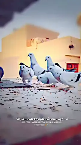 laik#zaxo_duhok_hewler_slemani_hawler laik and coment