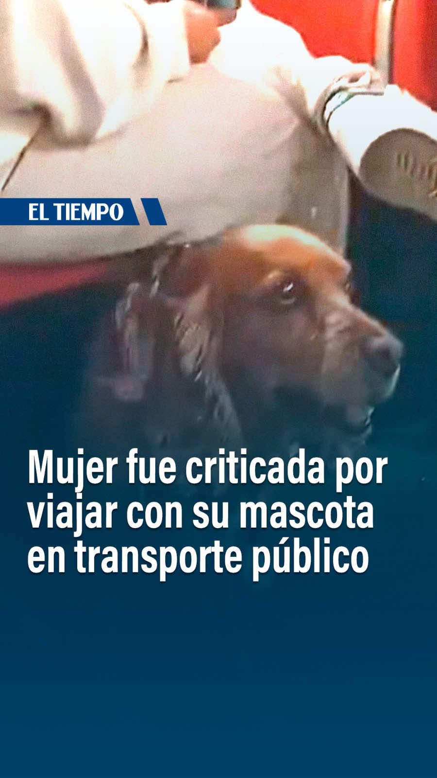 😮 Un caso de intolerancia se presentó en un bus de transporte público de Perú cuando unos pasajeros empezaron a gritarle a una mujer que se bajara del vehículo por ir viajando con su mascota. ¿Qué sucedió? Gabriel Ávila le cuenta.