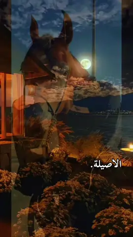 الاصيلة.#foryou #مازن🌷  #كورنيش الخبر